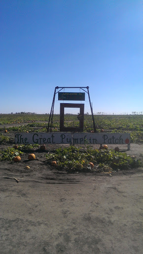 The Great Pumpkin Patch 
