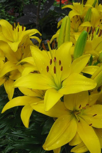 Scented Lilies Live Wallpaper