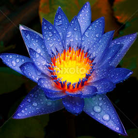 by Germzki Hitch Cardenas - Flowers Single Flower