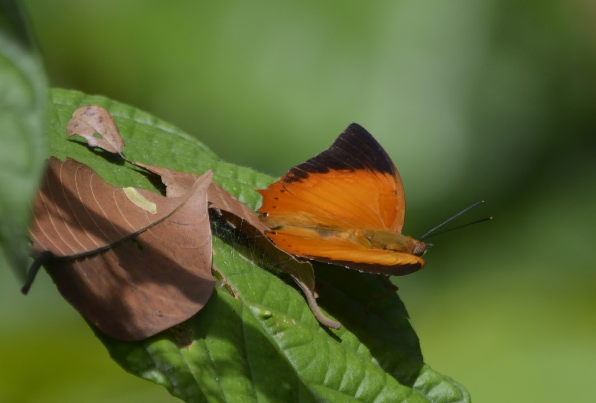 Tawny Rajah Butterfly