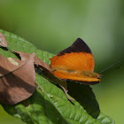 Tawny Rajah Butterfly