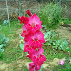 Gladiolus, Natal lily