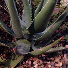 Socotrine Aloe