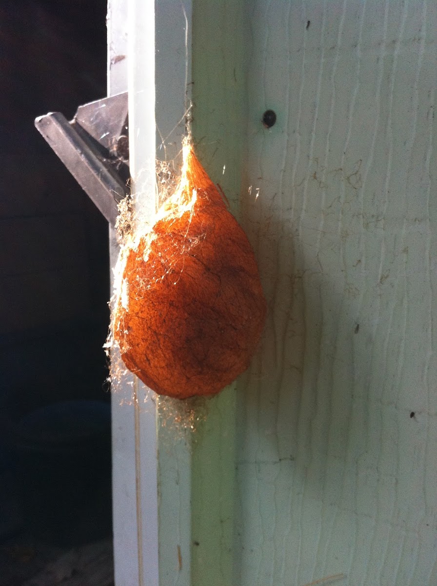 Giant Silk Moth Cocoon