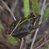 Southern Cricket Frog
