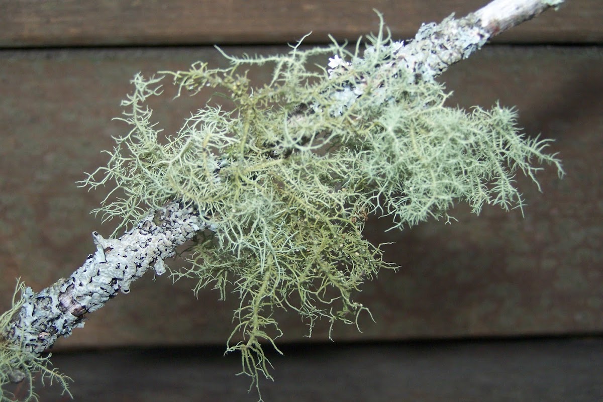 Fruiticose Lichen
