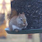 American Red Squirrel