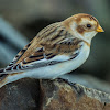 Snow Bunting