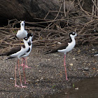 Black necked Stilt