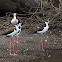 Black necked Stilt