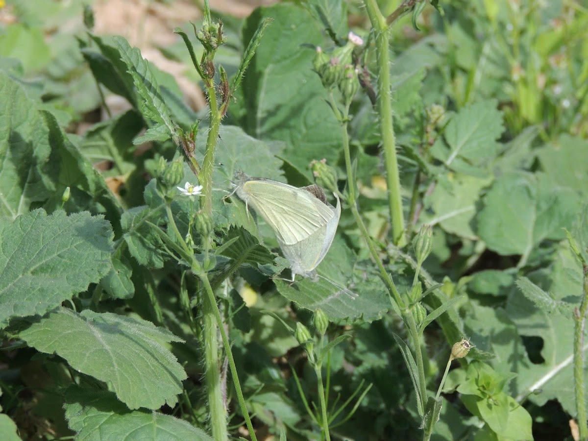 Cabbage White