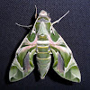 Oleander Hawk-moth