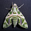 Oleander Hawk-moth