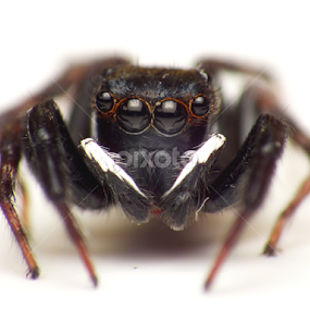 Spider in Black by Virgani Dhirgacahya - Animals Insects & Spiders