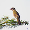 Sabiá-do-banhado (Great Pampa-Finch)