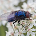 Bluebottle fly