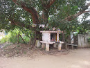 Buddha Statue and Bo Tree Samanalagama Junction 