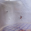 Red Orb Spider