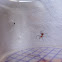 Red Orb Spider