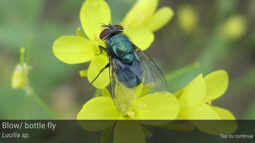 【免費教育App】Pollinators-APP點子