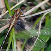 Ashy Clubtail dragonfly