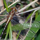 Ashy Clubtail dragonfly