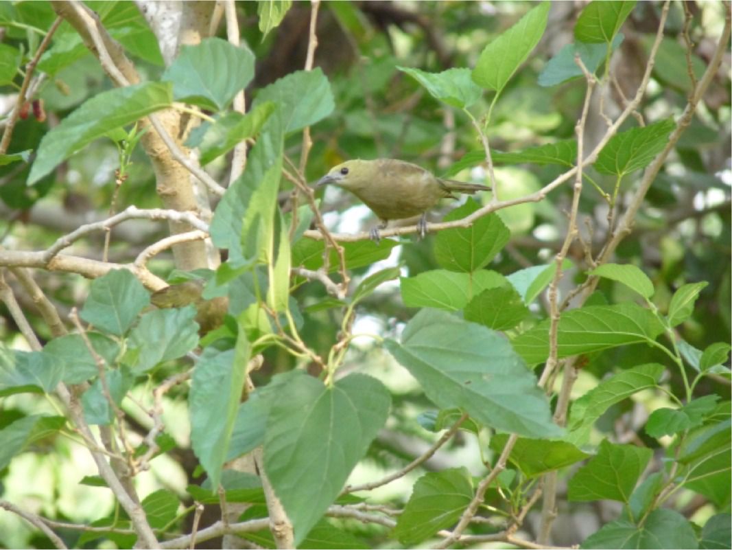 Green bird