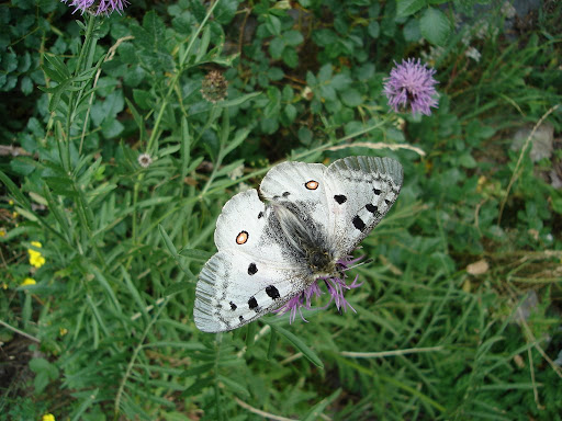 papillon macro photographie