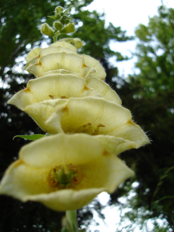 photo vercors fleur digitale