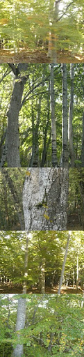 el bosque copia