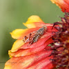Sunflower Seed Maggot