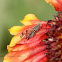 Sunflower Seed Maggot