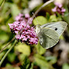 Large White