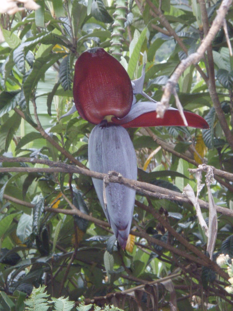 Flor de Banano