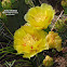 Eastern Prickly Pear Cactus