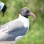 Laughing Gull