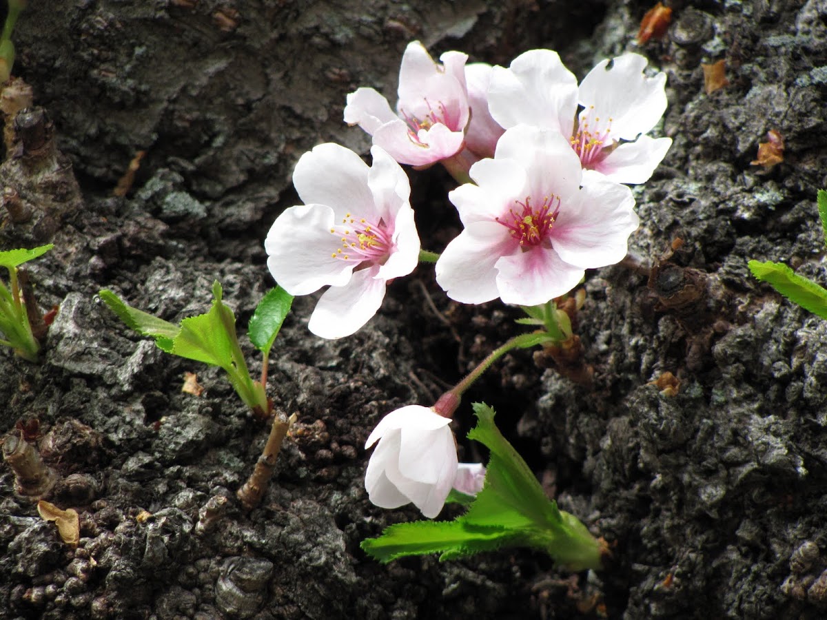 Cherry Blossom Bark