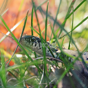 Garter in the Grass by Rachel Webb - Animals Reptiles