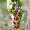 Ophrys scolopax