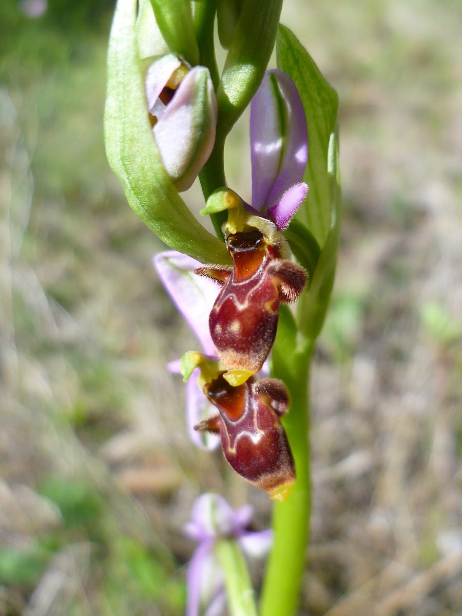 Ophrys scolopax