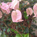 Bougainvillea