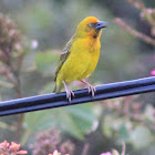 Cape Weaver