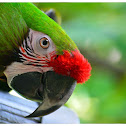 The Military Macaw
