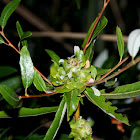 Arroyo willow flower gall