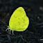 Three-Spot Grass Yellow