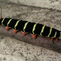 Frangipani Caterpillar - Gusano Calacuche