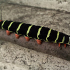 Frangipani Caterpillar - Gusano Calacuche