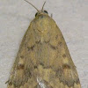 Wine-tinted Oenobotys Moth
