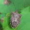 Dusky Stink Bug