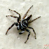 Gray Wall Jumping Spider (Male)